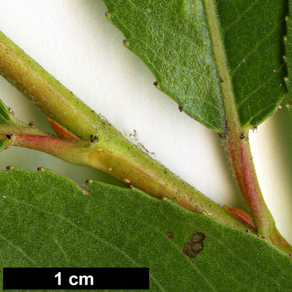 High resolution image: Family: Salicaceae - Genus: Salix - Taxon: ×fragilis - SpeciesSub: var. furcata